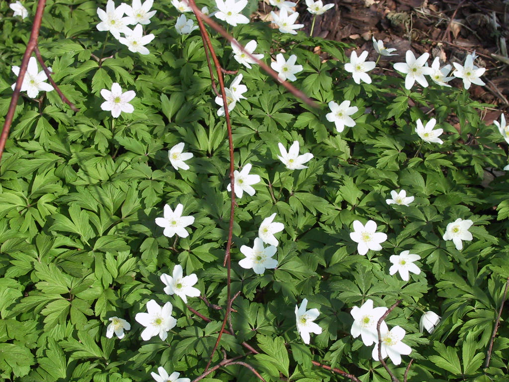 Anemone nemorosa 1.JPG